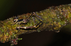 Protosticta kinabaluensis