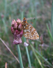 Allium atrosanguineum