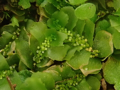 Fossombronia angulosa