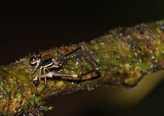 Protosticta kinabaluensis