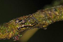 Protosticta kinabaluensis