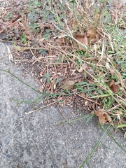 Wahlenbergia marginata