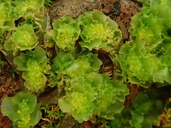 Fossombronia angulosa