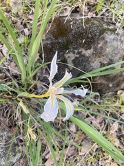 Iris macrosiphon