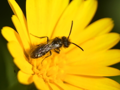 Andrena