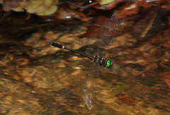Macromia