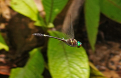 Macromia