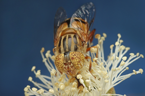 Native Drone Fly photo 4
