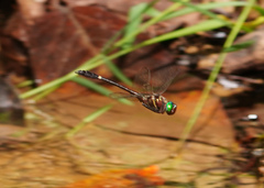 Macromia