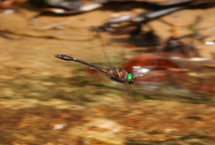 Macromia