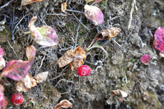 Vaccinium praestans