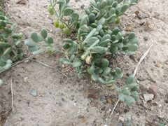 Zygophyllum melongena