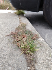 Wahlenbergia marginata