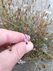 Wahlenbergia marginata