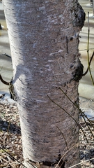 Betula papyrifera