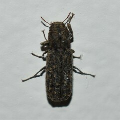 Lichenophanes bicornis