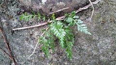 Asplenium pekinense