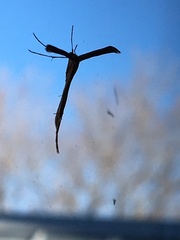 Pterophorinae