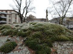 Grimmia pulvinata