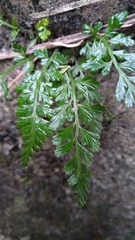 Asplenium pekinense