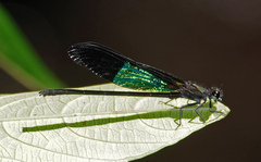 Euphaea basalis