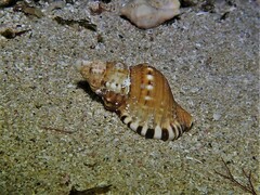 Ranella australasia
