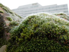 Grimmia pulvinata