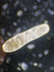 Siphogenerina