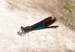 Euphaea basalis