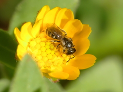Lasioglossum