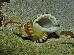 Ranella australasia