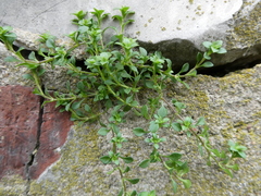 Arenaria serpyllifolia