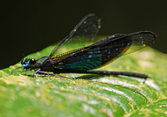 Euphaea basalis