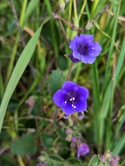 Phacelia minor