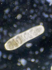 Siphogenerina