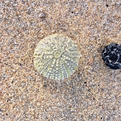 Psammechinus miliaris