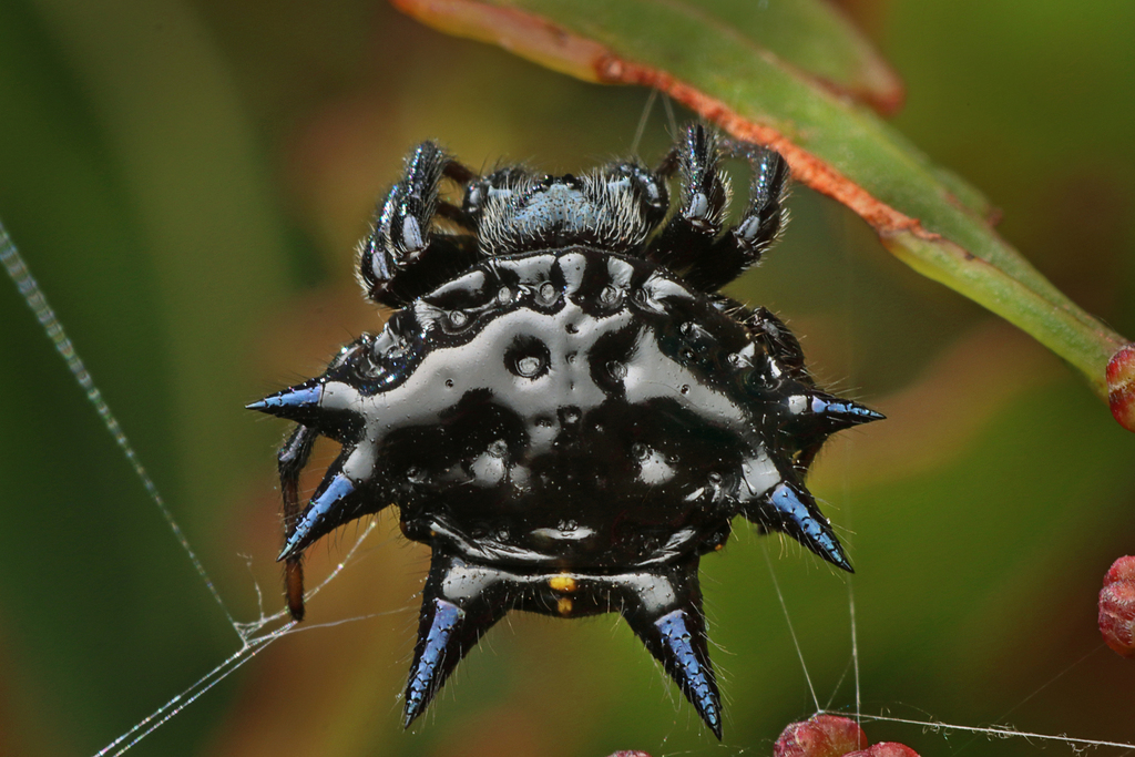 Christmas Jewel Spider