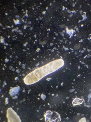 Siphogenerina