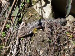 Iberolacerta monticola