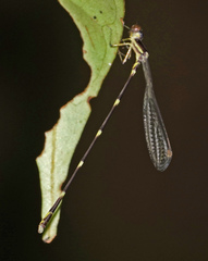 Protosticta kinabaluensis