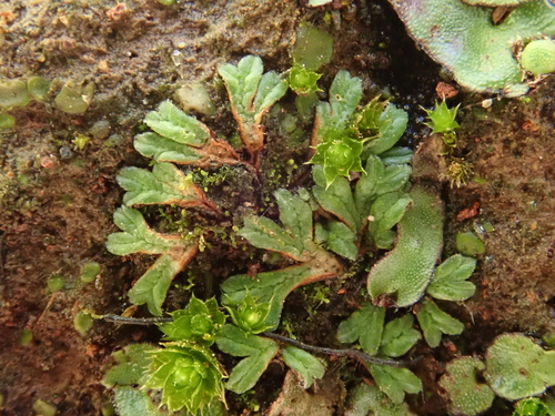 Image of Riccia nigrella by (c) Christian Berg, some rights reserved (CC BY)