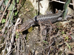 Iberolacerta monticola