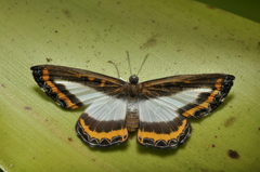 Nymphidium carmentis