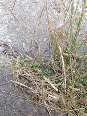 Wahlenbergia marginata