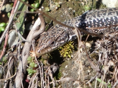 Iberolacerta monticola