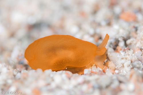 Berthellina citrina (Rüppell & Leuckart, 1828)