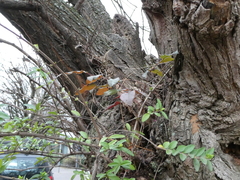 Berberis aquifolium