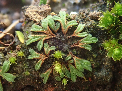 Image of Black Crystalwort (Riccia nigrella) by (c) Christian Berg, some rights reserved (CC BY)