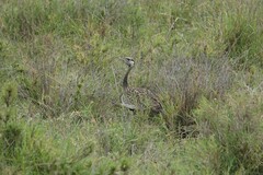 Lissotis melanogaster