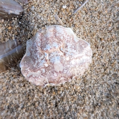 Liocarcinus vernalis